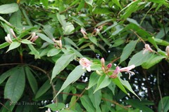 Lonicera lanceolata